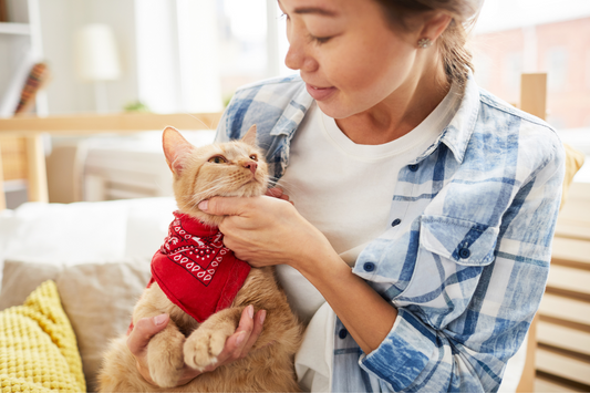 New Cat Parenting: 8 Tips for Success