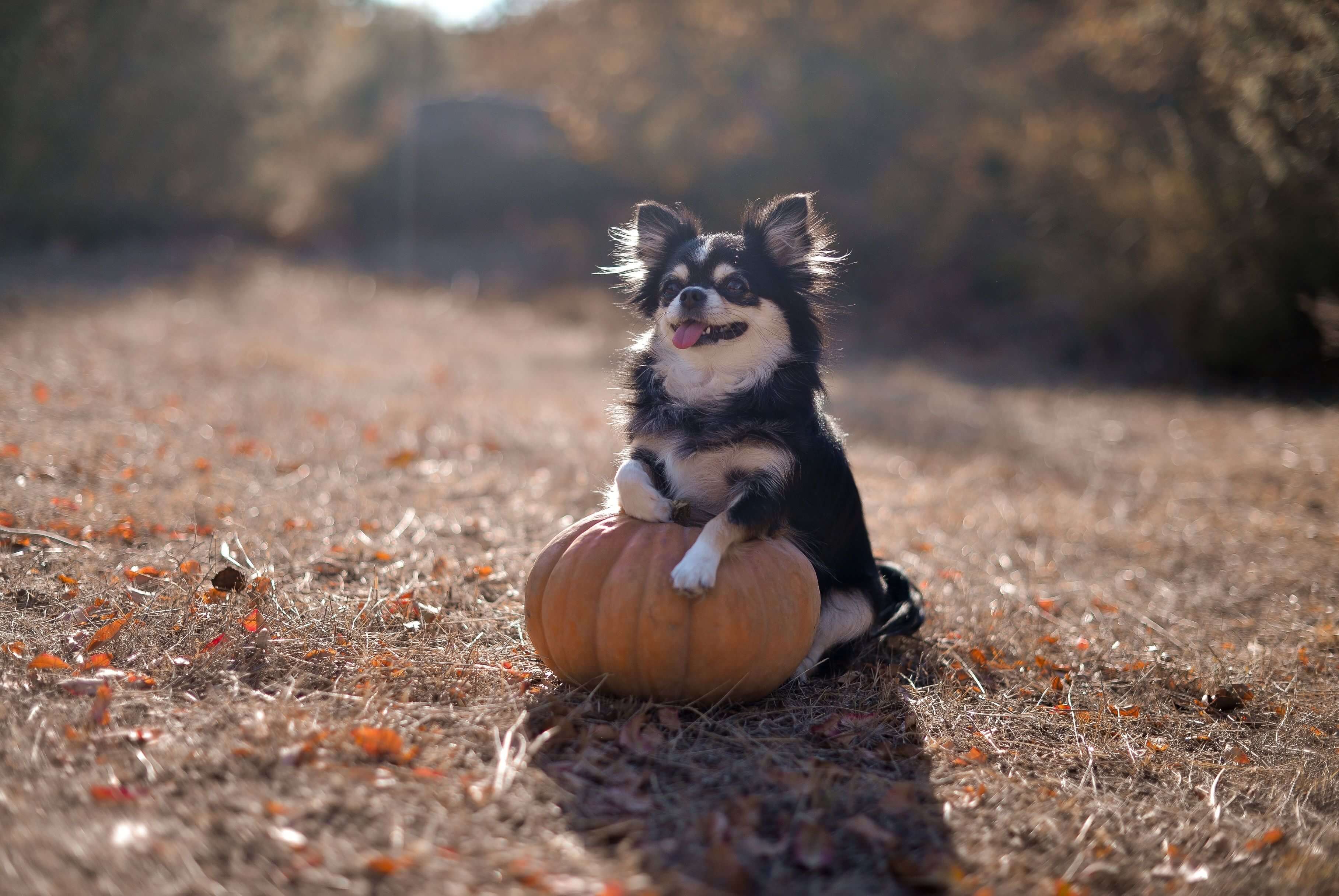 Is Canned Pumpkin Safe for Dogs & Cats?