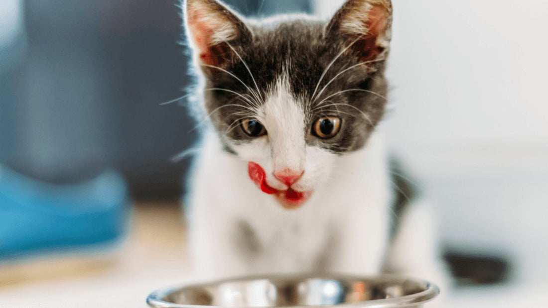 Cat Food: 10 Top Tips for Choosing the Best Food