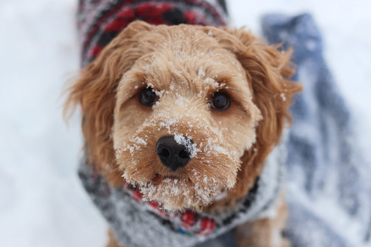 4 Top Tips For Walking Your Dog In The Rain And Snow