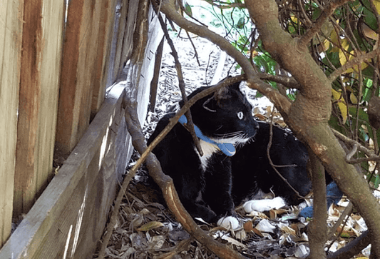 Momo the cat in the bushes
