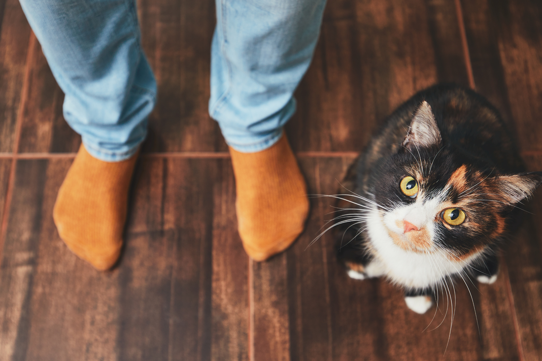 National Answer Your Cat's Questions Day: Top 5 Burning Questions from your Cat!