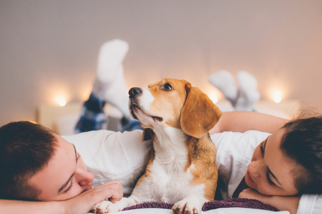 humans laying in bed with a doggie in the middle