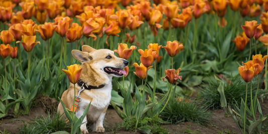 corgi in a field of blooming tulips