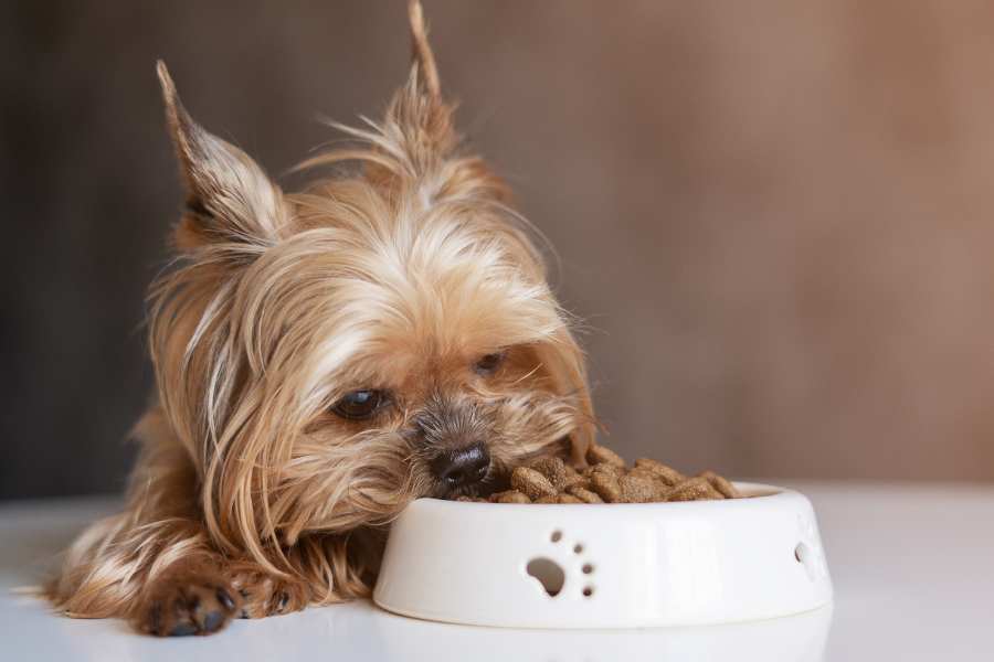 10 Reasons Why Your Dog is Throwing Up After Eating