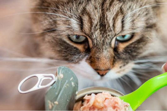 10 Reasons Why Your Cat Throws Up After Eating