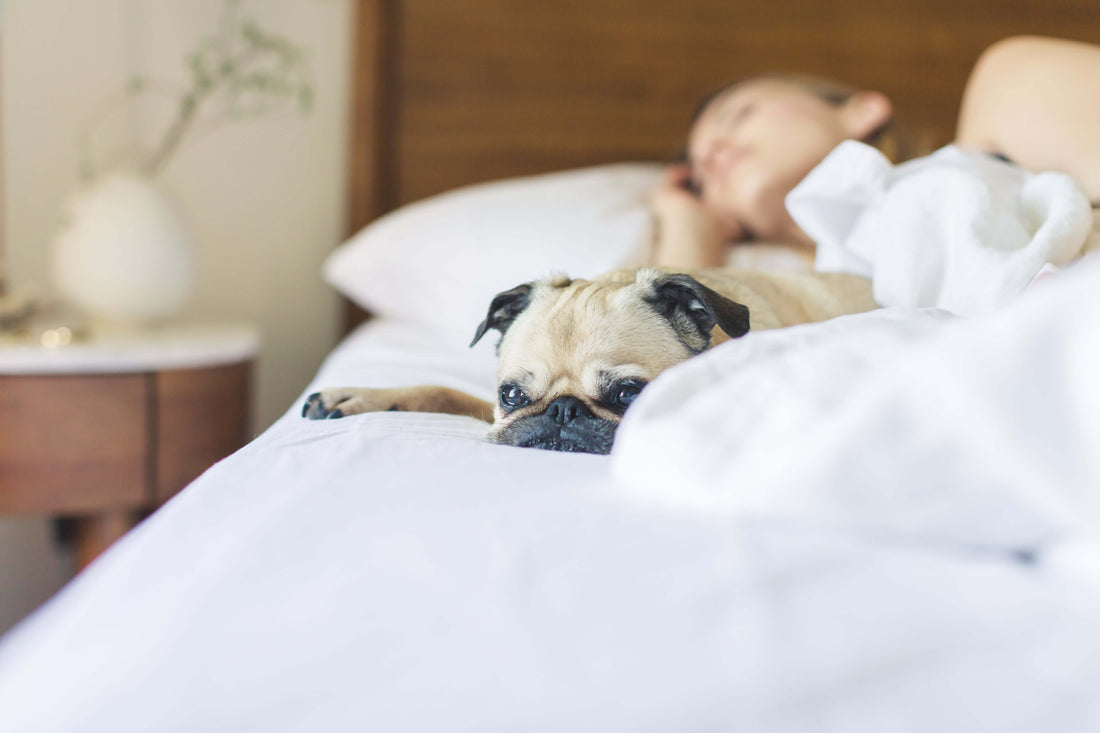 The Most Common Pet-Related Sleep Disturbances (and How to Deal with Them)