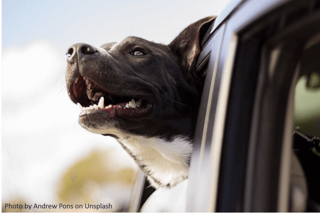 Dental Care for Dogs: 5 Tips for Keeping Dog Teeth Healthy