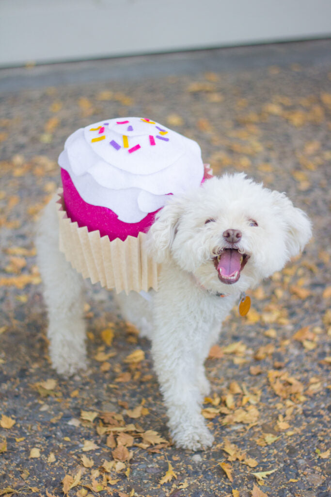 Halloween for Pets: The best DIY Costumes for 2020
