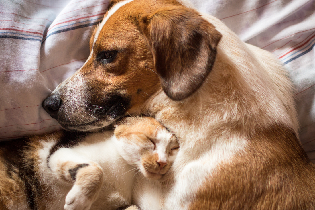 10 Things To Do Before You Adopt a Pet