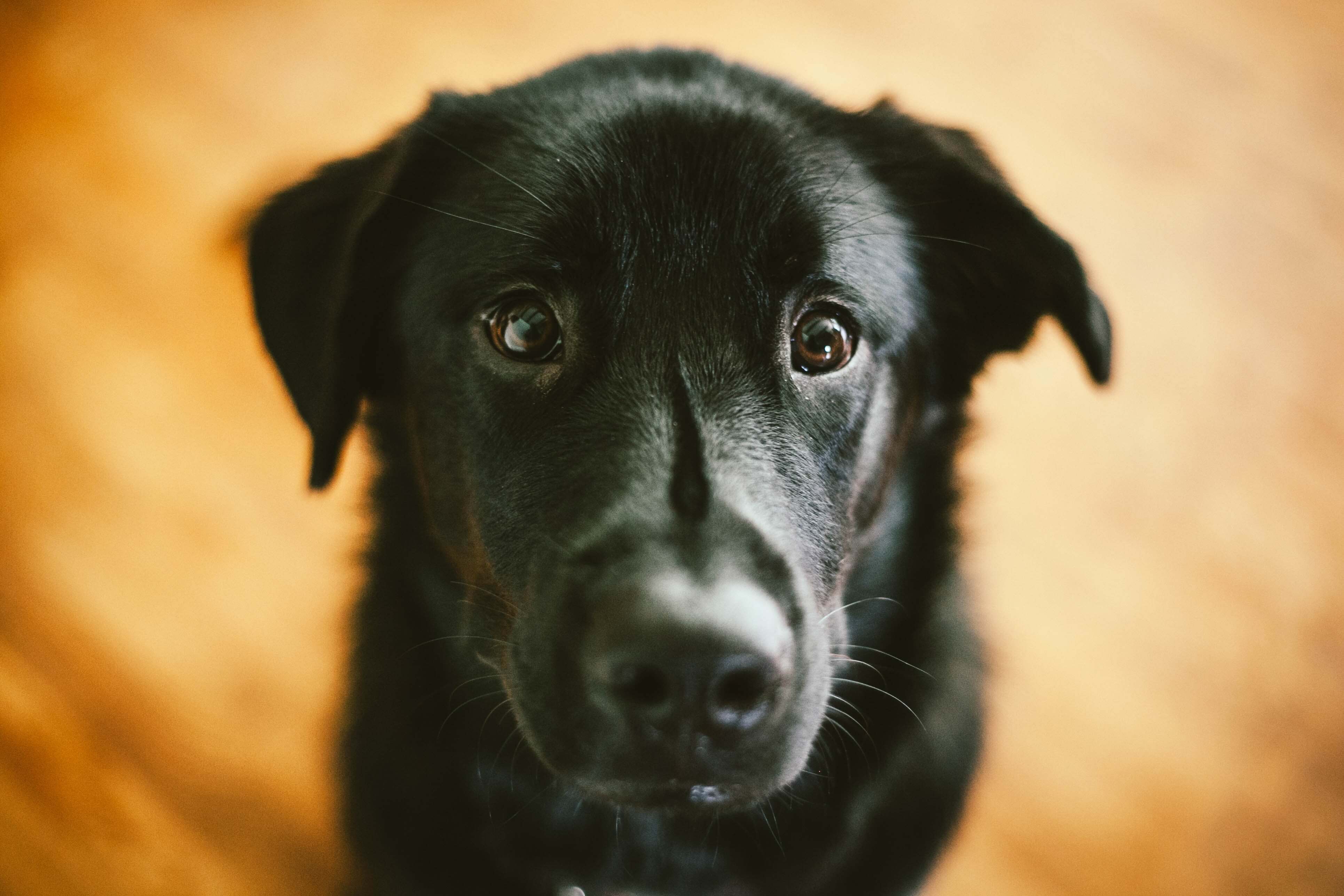 Черная собака год. Черные собаки. Чёрная собака с голубыми глазами. Черный щенок. Маленькая черная собака.