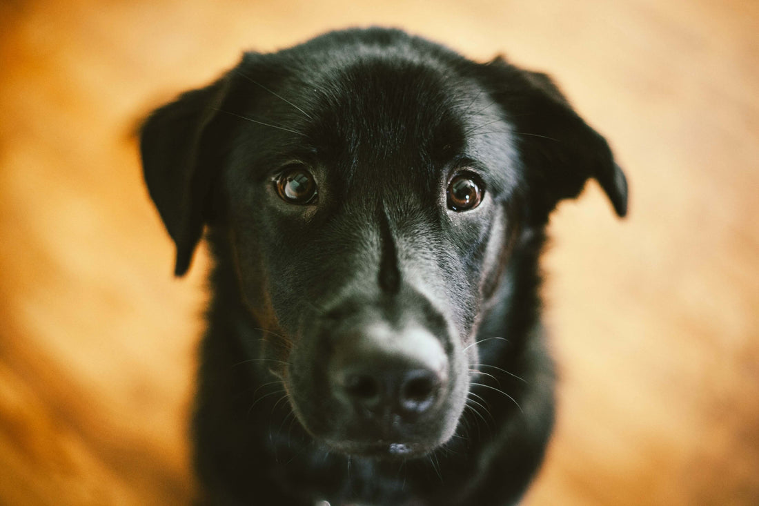 When Pets Stare: 4 Reasons Your Dog and Cat Watch You