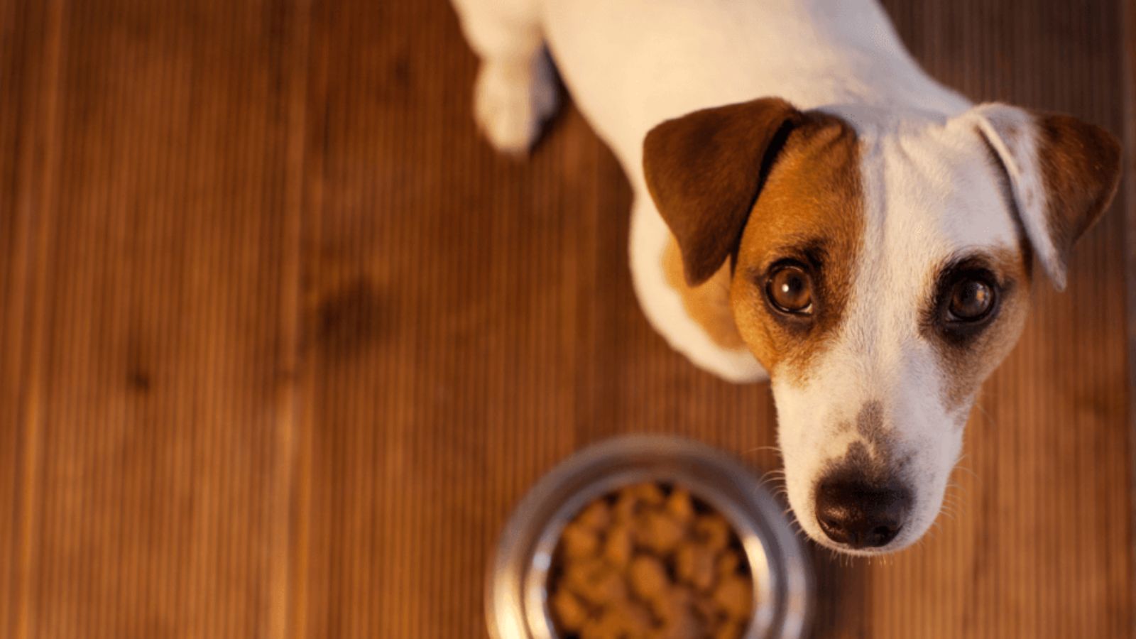 Best food outlet for malnourished dog