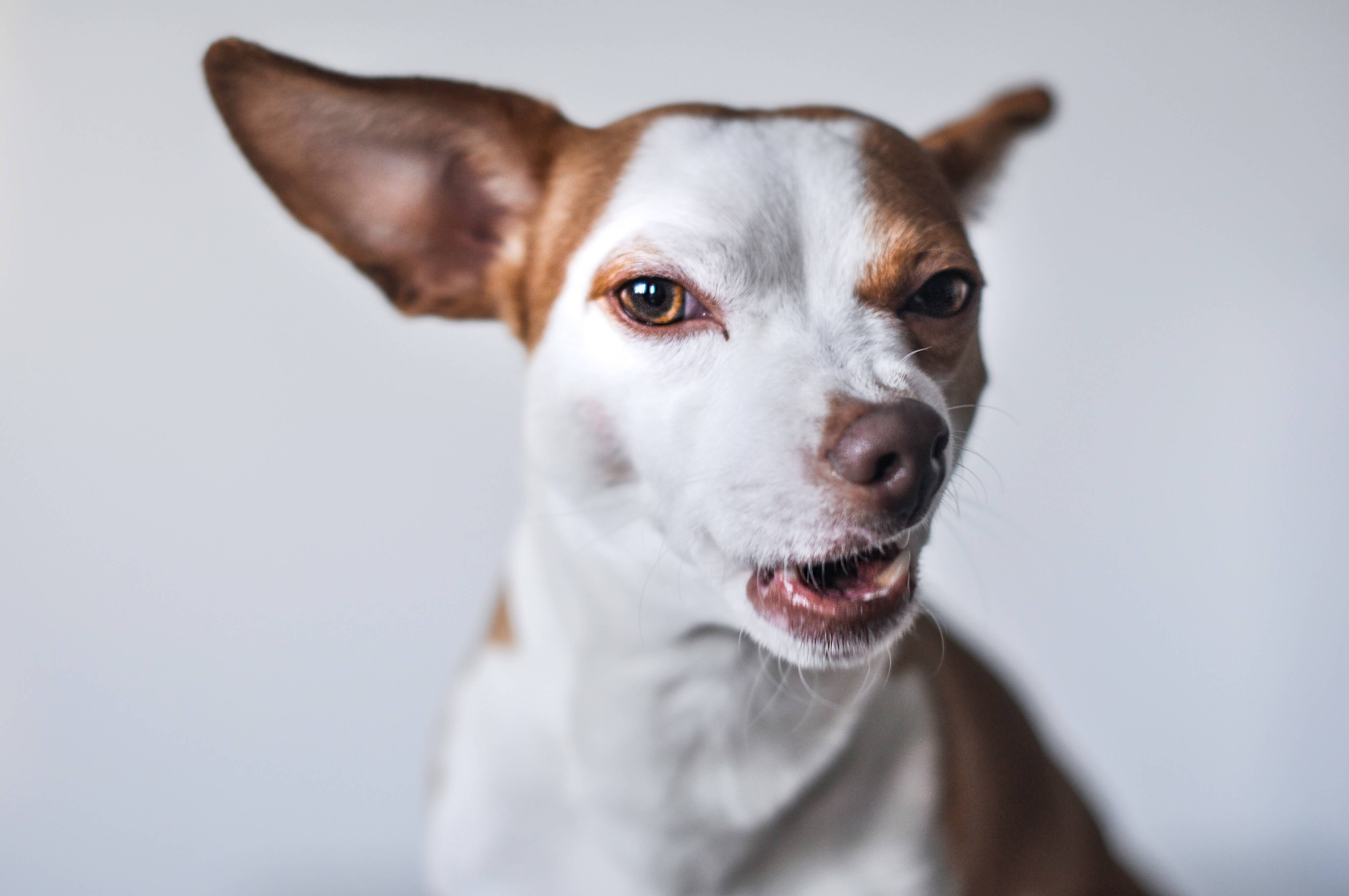 Healthy snouts cheap dog toothbrush