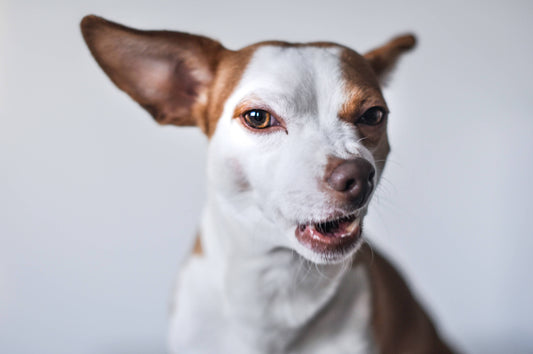Got the Doggie-Breath Blues? Tips for Good Dog Dental Health