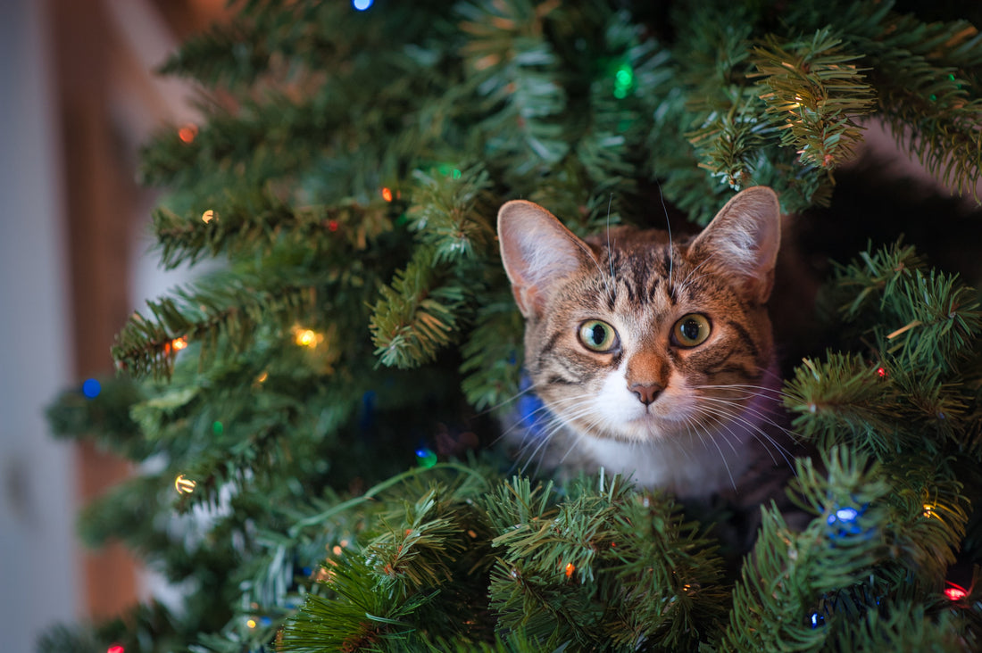 Grey and white tabby in a christmas tree by Jessica Lewis on Unsplash at Scollar Personalized Pet Care