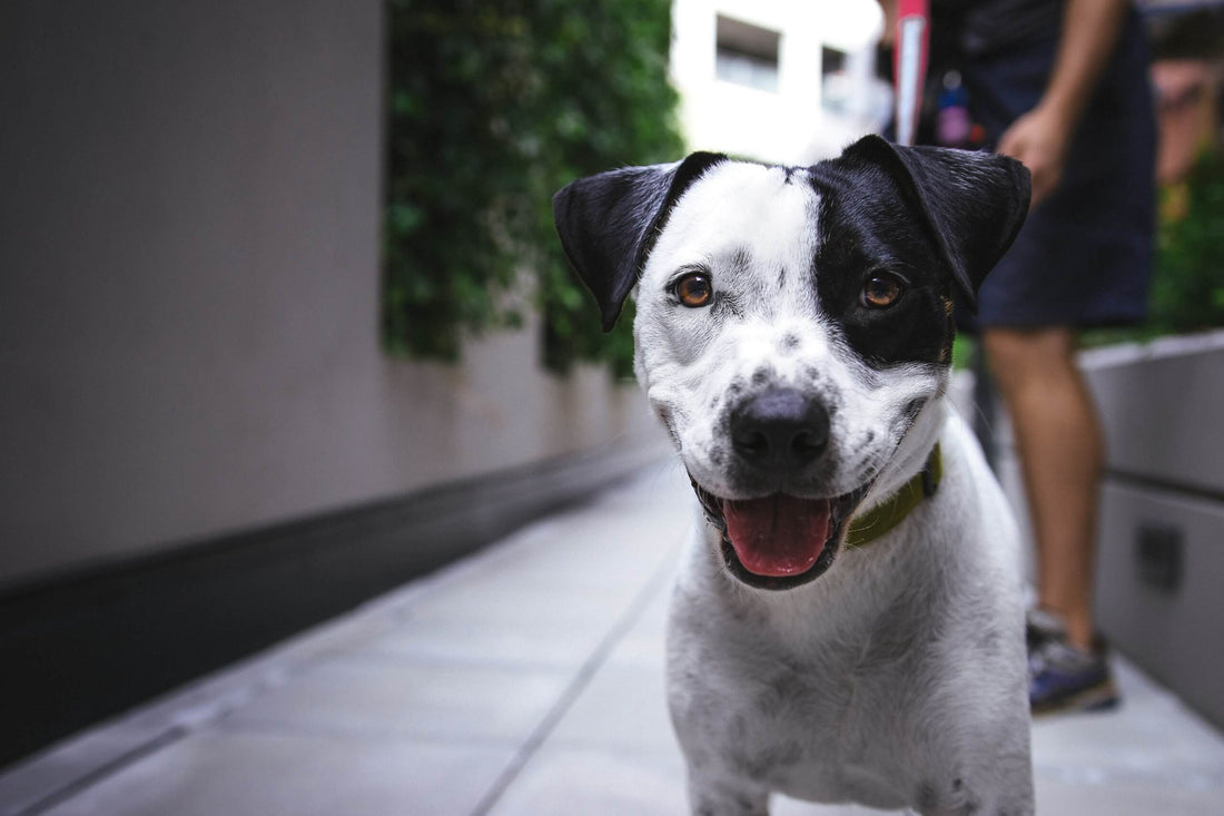 Bringing Your Dog to the Hotel: 6 Tips for Success