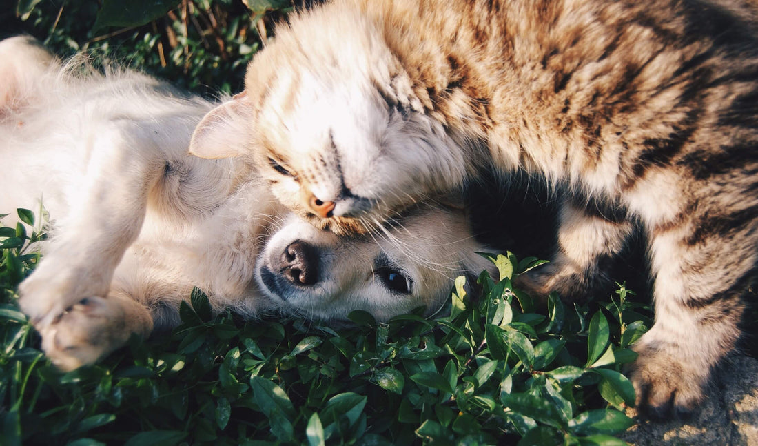 Should You Buy Pet Insurance for your Dog or Cat?