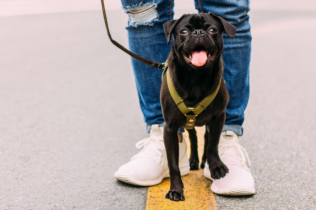 Black pug standing on one foot of person behind him by leonides ruvalcabar on unsplash