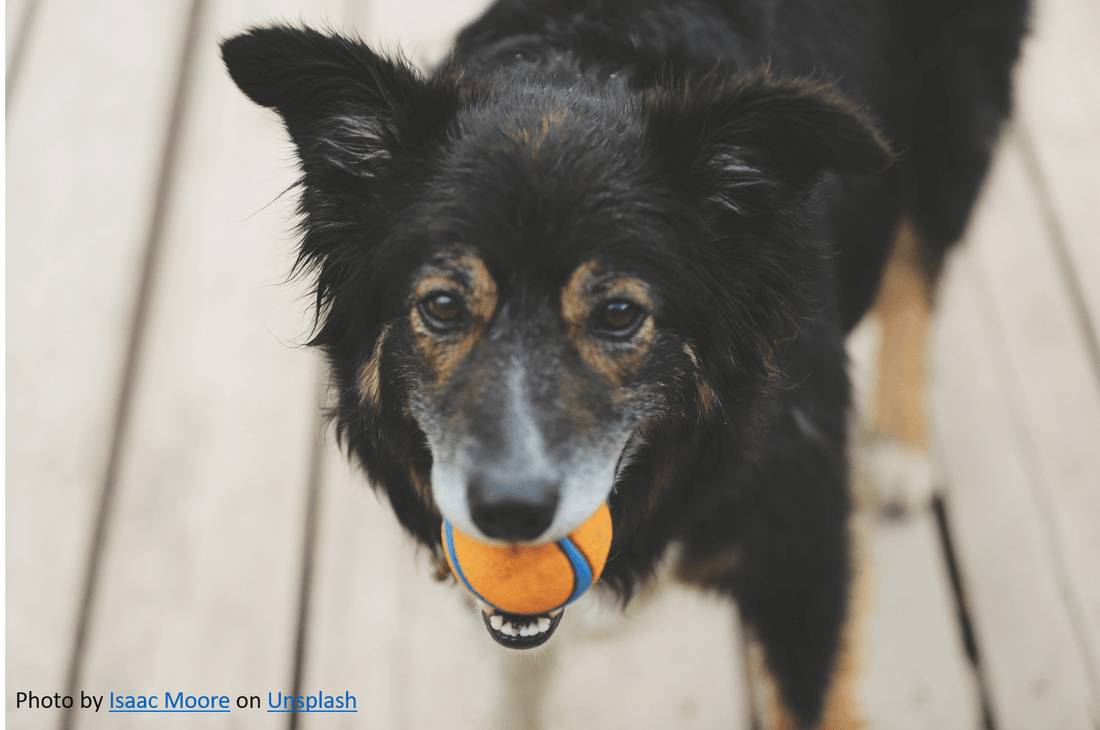 How to Teach an Old Dog New Tricks (Literally)