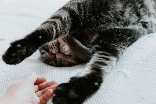 Cats & Medications: Tips for Avoiding the Claws