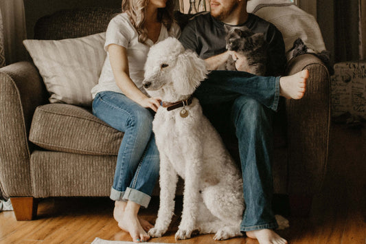 Should You Get A Pet With Your Significant Other?