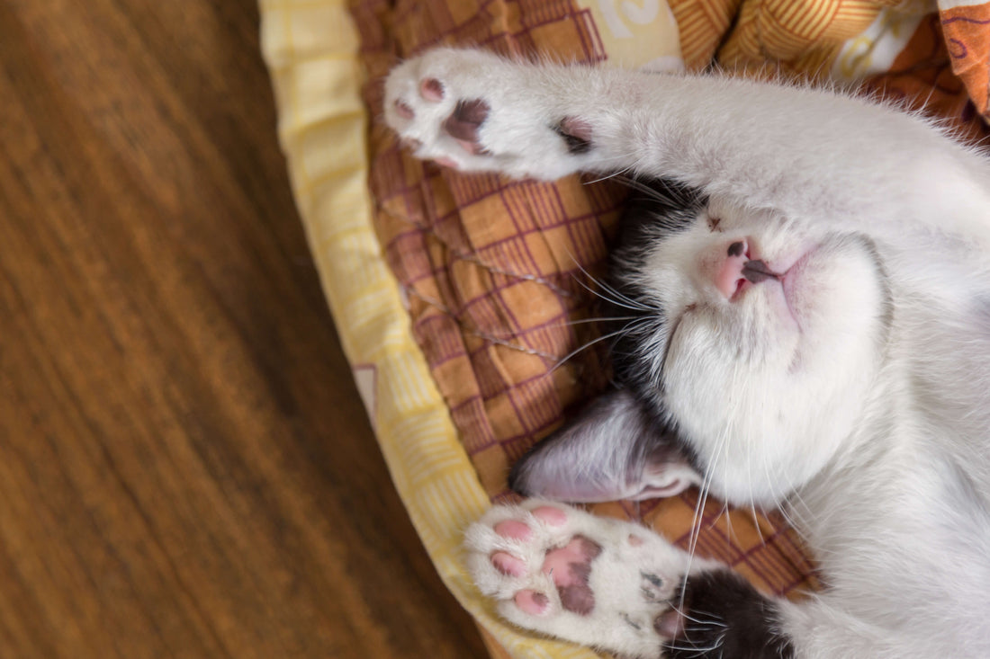 Should You Buy Your Cat Their Own Bed?