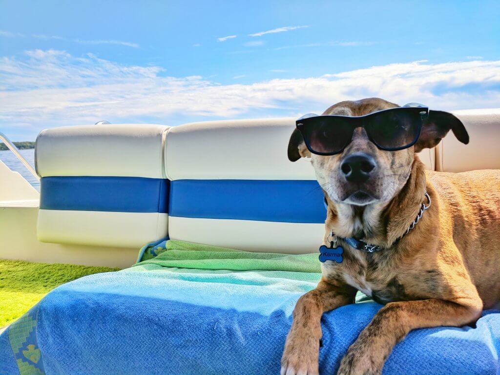Tan dog wearing sunglasses on a boat on a sunny day by josh rakower on unsplash