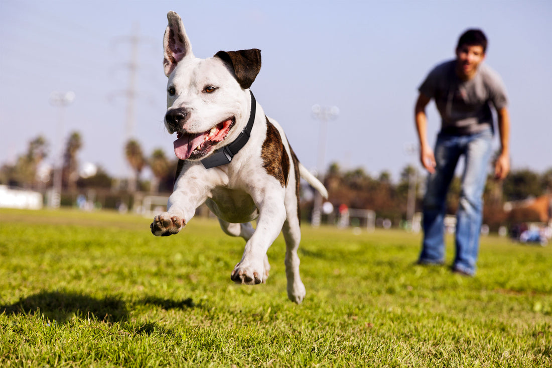 Best GPS Tracking for Pets