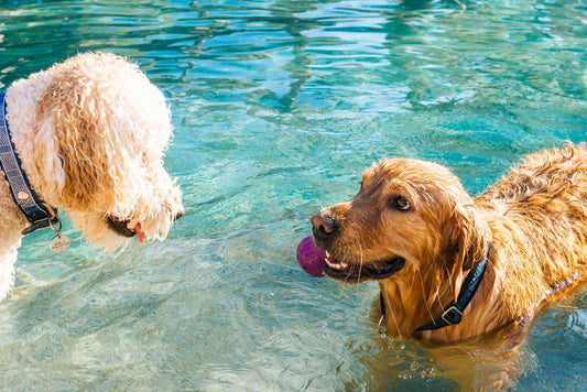 Scollar Quick Guide: Keep Your Dogs & Cats Cool this Summer