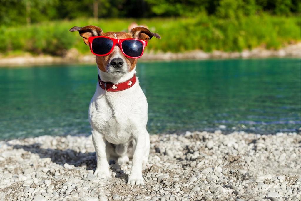Hidden Dangers of Summer: 4 Tips to Keep Dogs Happy & Healthy in the Summer Heat